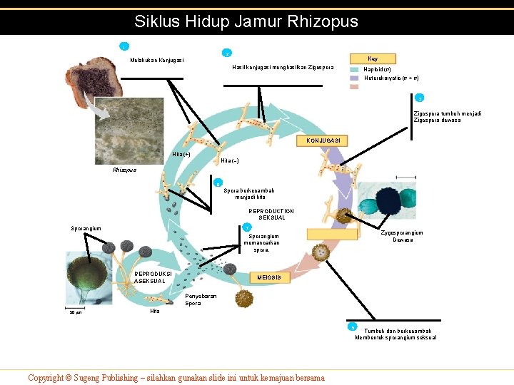 Siklus Hidup Jamur Rhizopus 1 2 Key Melakukan Konjugasi Hasil konjugasi menghasilkan Zigospora Haploid