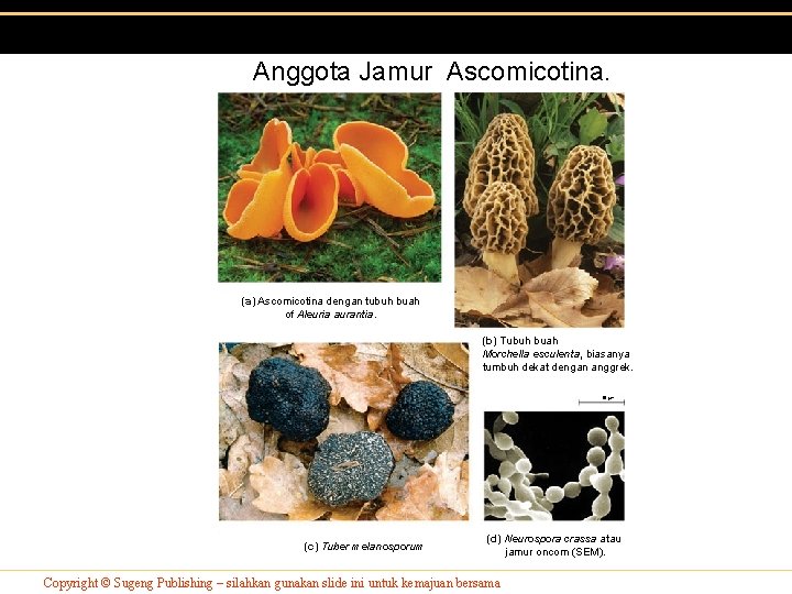 Anggota Jamur Ascomicotina. (a) Ascomicotina dengan tubuh buah of Aleuria aurantia. (b) Tubuh buah