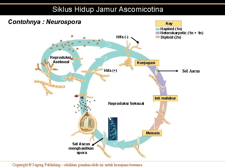 Siklus Hidup Jamur Ascomicotina Contohnya : Neurospora Key Haploid (1 n) Heterokaryotic (1 n