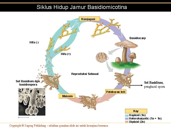 Siklus Hidup Jamur Basidiomicotina Konjugasi Basidiocarp Hifa (-) Hifa (+) Reproduksi Seksual Sel Basidium