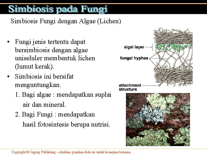 Simbiosis Fungi dengan Algae (Lichen) • Fungi jenis tertentu dapat bersimbiosis dengan algae uniseluler