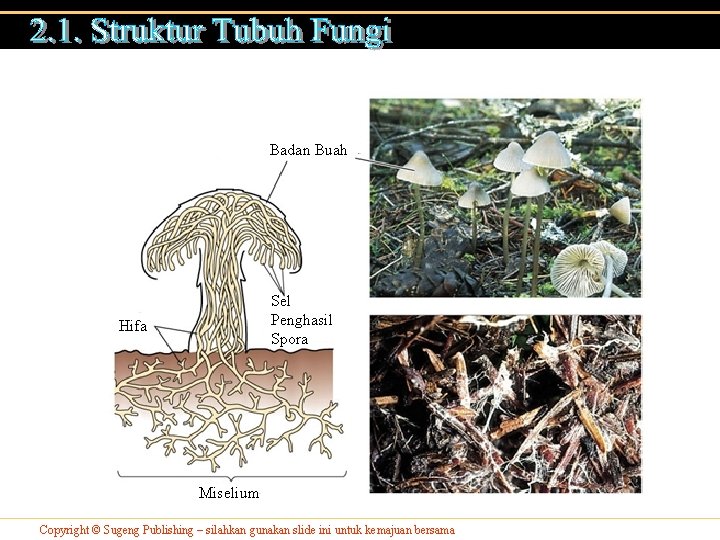 Badan Buah Sel Penghasil Spora Hifa Miselium Copyright © Sugeng Publishing – silahkan gunakan