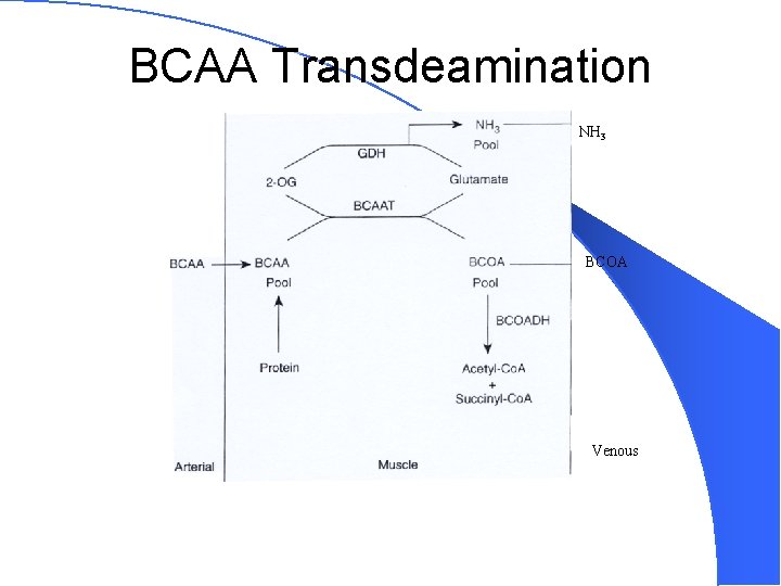 BCAA Transdeamination NH 3 BCOA Venous 