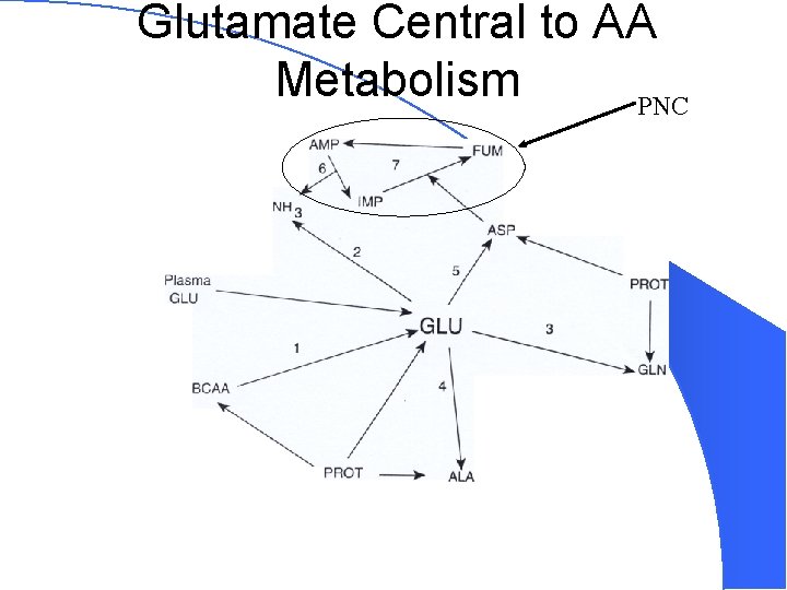 Glutamate Central to AA Metabolism PNC 