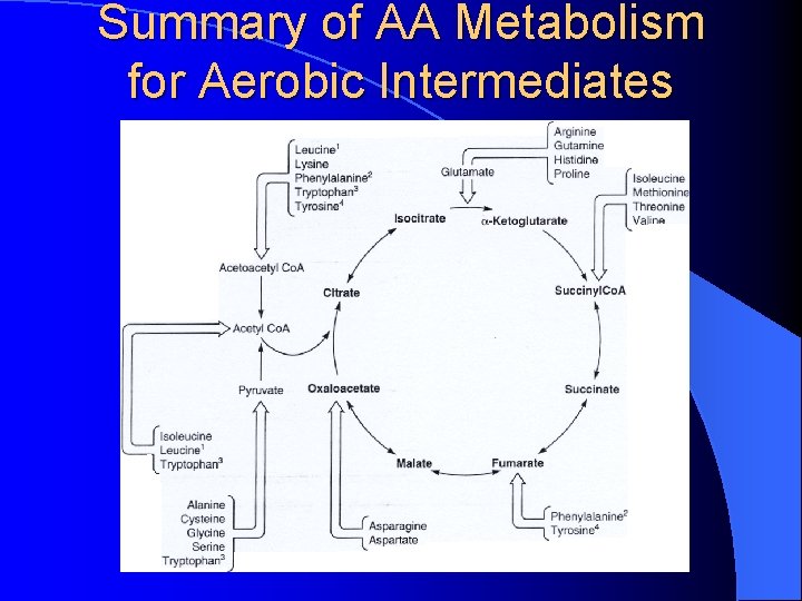Summary of AA Metabolism for Aerobic Intermediates 