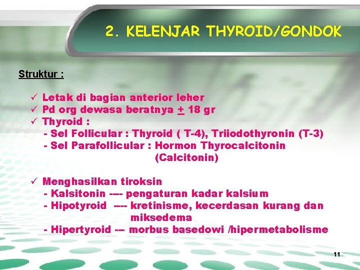 2. KELENJAR THYROID/GONDOK Struktur : ü Letak di bagian anterior leher ü Pd org