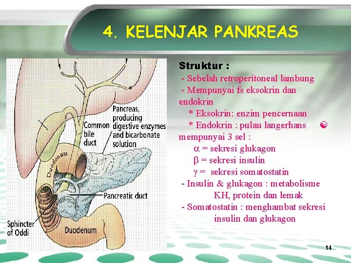 4. KELENJAR PANKREAS Struktur : - Sebelah retroperitoneal lambung - Mempunyai fs eksokrin dan