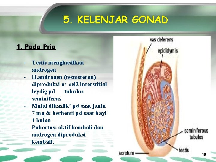 5. KELENJAR GONAD 1. Pada Pria - Testis menghasilkan androgen - H. androgen (testosteron)