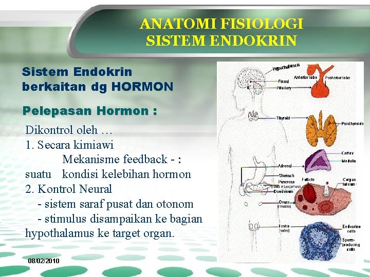 ANATOMI FISIOLOGI SISTEM ENDOKRIN Sistem Endokrin berkaitan dg HORMON Pelepasan Hormon : Dikontrol oleh