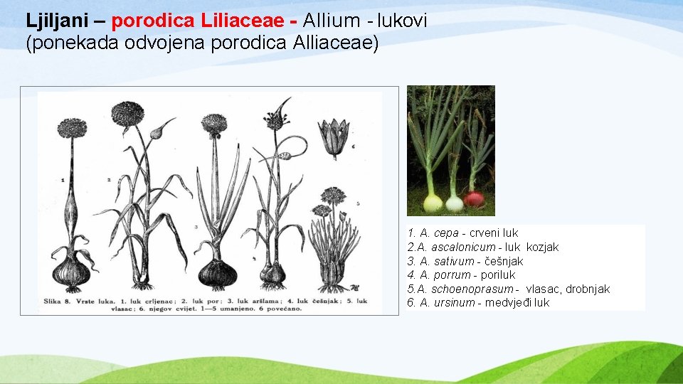 Ljiljani – porodica Liliaceae - Allium - lukovi (ponekada odvojena porodica Alliaceae) 1. A.