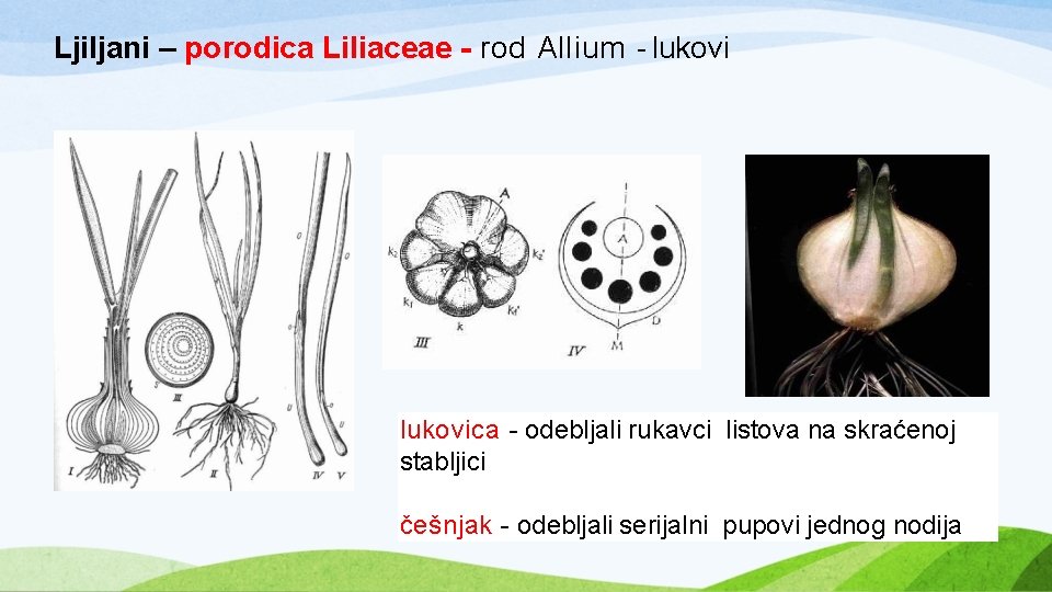  Ljiljani – porodica Liliaceae - rod Allium - lukovica - odebljali rukavci listova