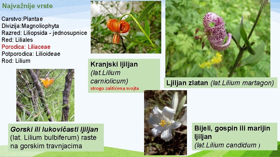 Najvažnije vrste Carstvo: Plantae Divizija: Magnoliophyta Razred: Liliopsida - jednosupnice Red: Liliales Porodica: Liliaceae
