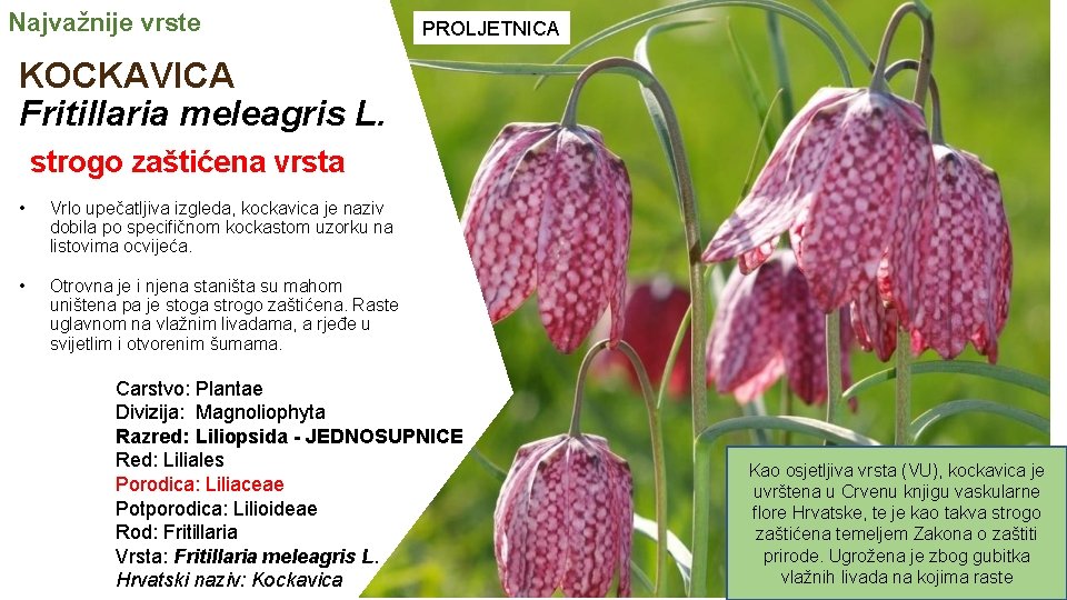 Najvažnije vrste PROLJETNICA KOCKAVICA Fritillaria meleagris L. strogo zaštićena vrsta • Vrlo upečatljiva izgleda,