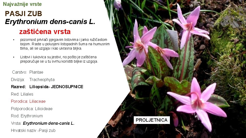 Najvažnije vrste PASJI ZUB Erythronium dens-canis L. zaštićena vrsta • pozornost privlači pjegavim listovima