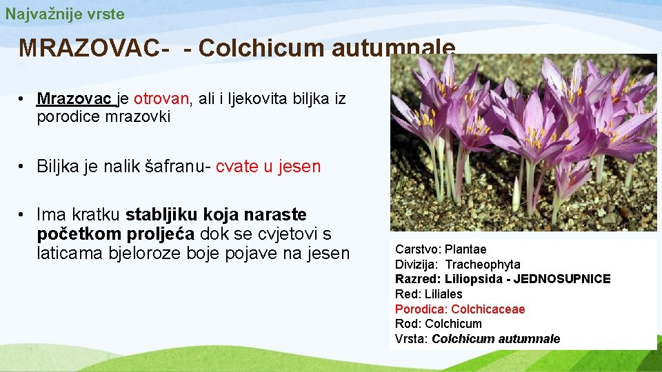 Najvažnije vrste MRAZOVAC- - Colchicum autumnale • Mrazovac je otrovan, ali i ljekovita biljka