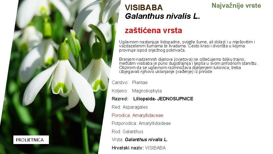 VISIBABA Galanthus nivalis L. Najvažnije vrste zaštićena vrsta Uglavnom nastanjuje listopadne, svijetle šume, ali