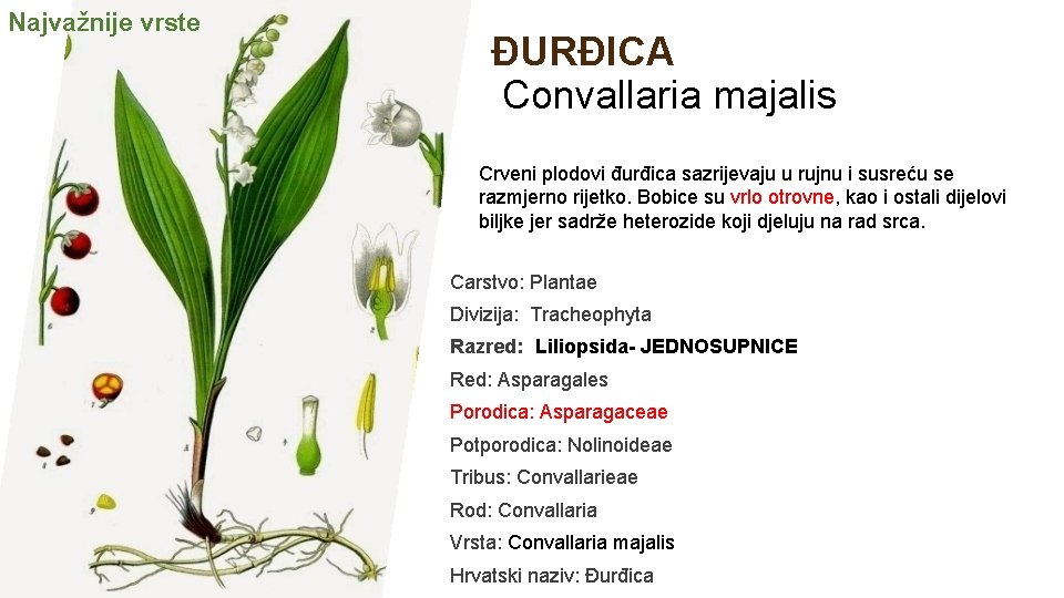Najvažnije vrste ĐURĐICA Convallaria majalis Crveni plodovi đurđica sazrijevaju u rujnu i susreću se