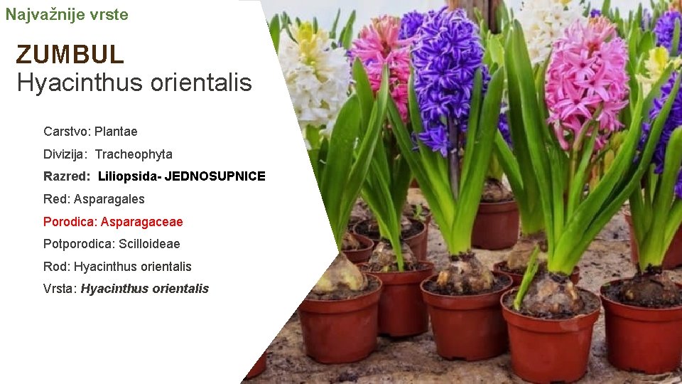 Najvažnije vrste ZUMBUL Hyacinthus orientalis Carstvo: Plantae Divizija: Tracheophyta Razred: Liliopsida- JEDNOSUPNICE Red: Asparagales