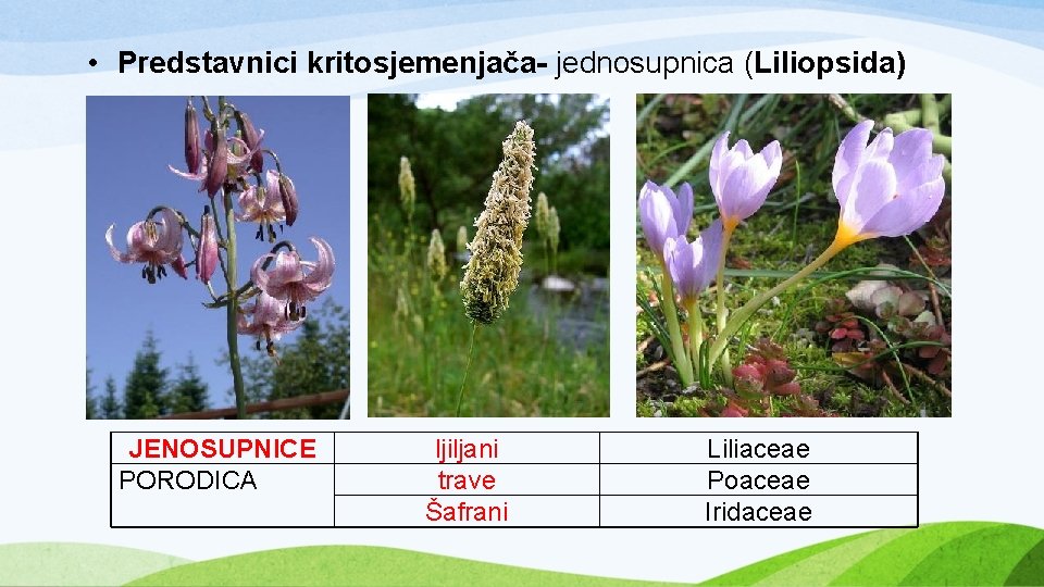  • Predstavnici kritosjemenjača- jednosupnica (Liliopsida) JENOSUPNICE PORODICA ljiljani trave Šafrani Liliaceae Poaceae Iridaceae
