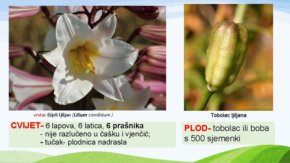 vrsta: Bijeli ljiljan (Lilium candidum ) CVIJET- 6 lapova, 6 latica, 6 prašnika -