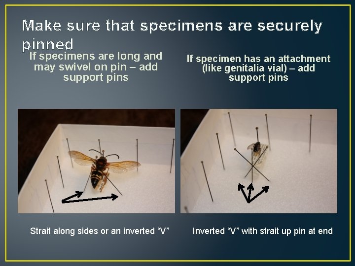 Make sure that specimens are securely pinned If specimens are long and may swivel