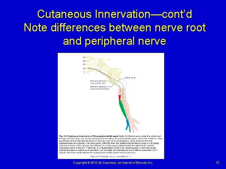 Cutaneous Innervation—cont’d Note differences between nerve root and peripheral nerve Copyright © 2013 by