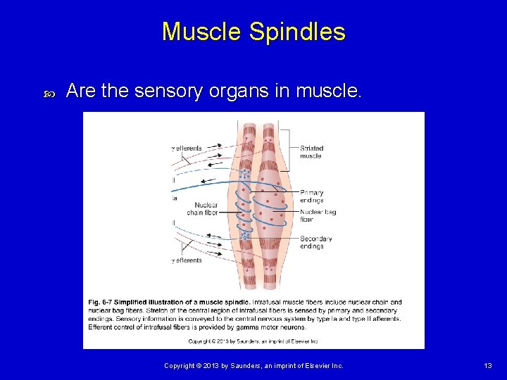 Muscle Spindles Are the sensory organs in muscle. Copyright © 2013 by Saunders, an