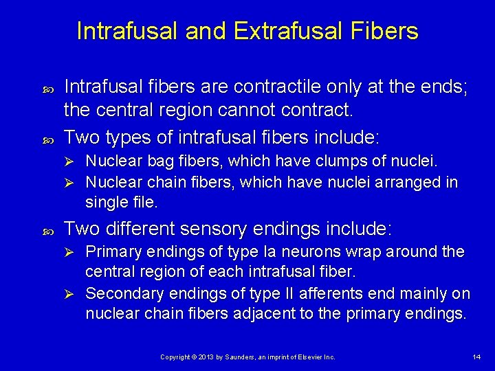 Intrafusal and Extrafusal Fibers Intrafusal fibers are contractile only at the ends; the central