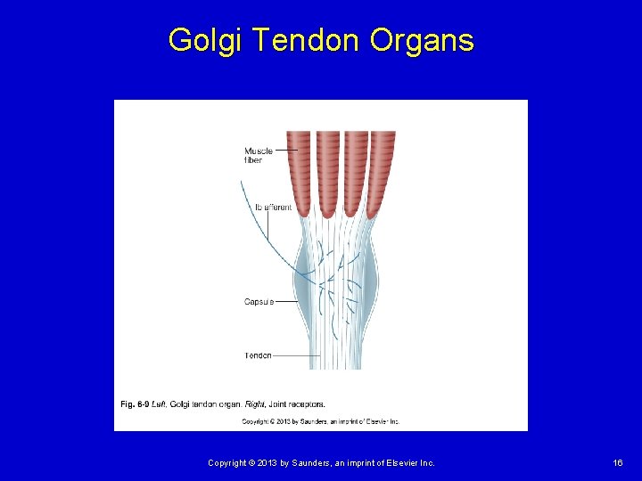 Golgi Tendon Organs Copyright © 2013 by Saunders, an imprint of Elsevier Inc. 16