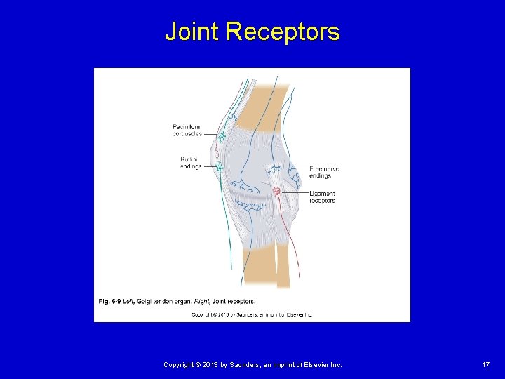 Joint Receptors Copyright © 2013 by Saunders, an imprint of Elsevier Inc. 17 