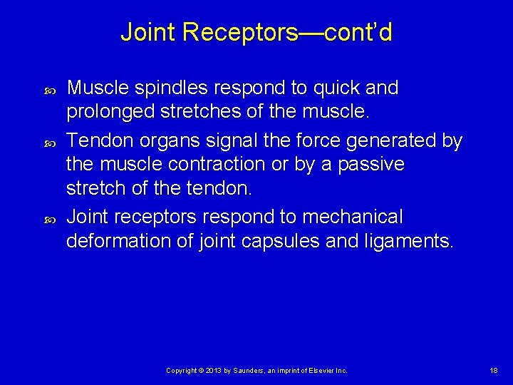 Joint Receptors—cont’d Muscle spindles respond to quick and prolonged stretches of the muscle. Tendon