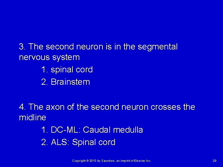 3. The second neuron is in the segmental nervous system 1. spinal cord 2.
