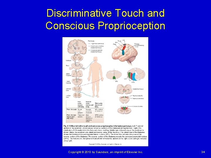 Discriminative Touch and Conscious Proprioception Copyright © 2013 by Saunders, an imprint of Elsevier