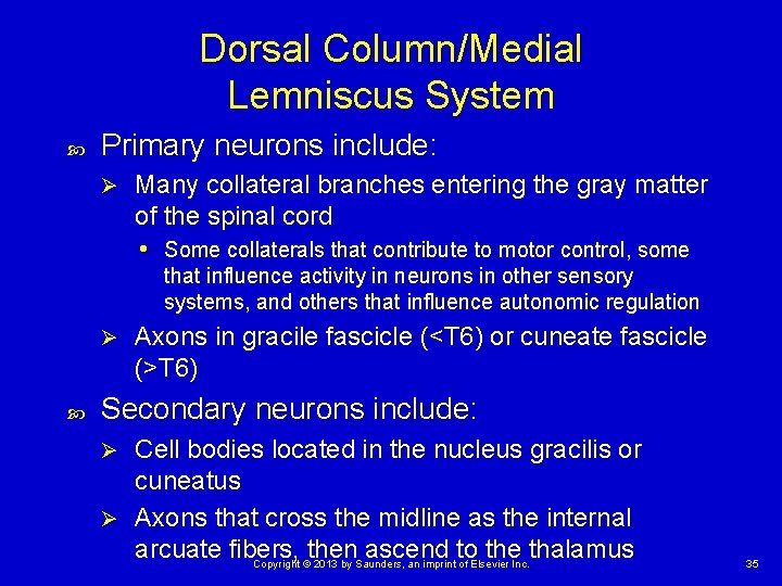 Dorsal Column/Medial Lemniscus System Primary neurons include: Ø Many collateral branches entering the gray