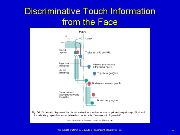 Discriminative Touch Information from the Face Copyright © 2013 by Saunders, an imprint of