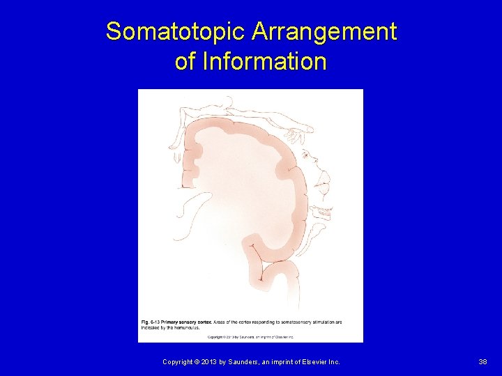 Somatotopic Arrangement of Information Copyright © 2013 by Saunders, an imprint of Elsevier Inc.