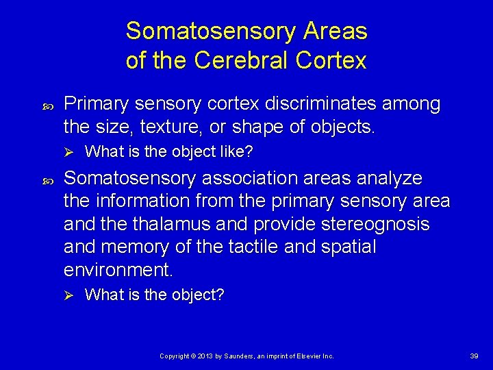 Somatosensory Areas of the Cerebral Cortex Primary sensory cortex discriminates among the size, texture,