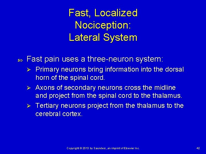 Fast, Localized Nociception: Lateral System Fast pain uses a three-neuron system: Primary neurons bring