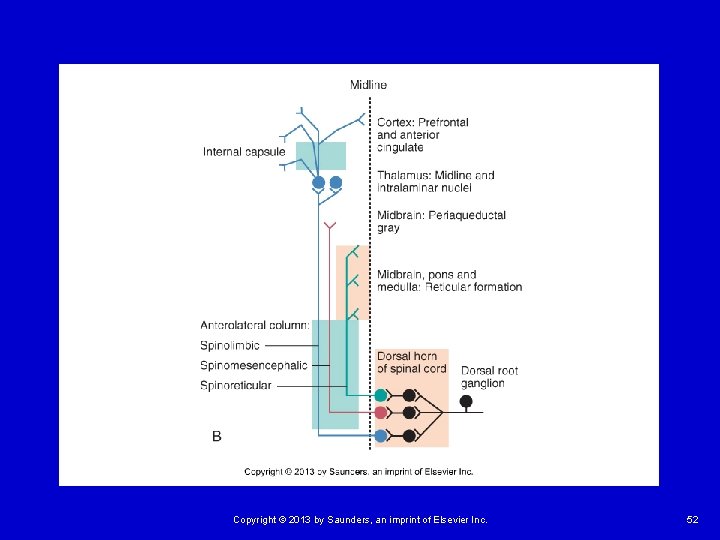 Copyright © 2013 by Saunders, an imprint of Elsevier Inc. 52 