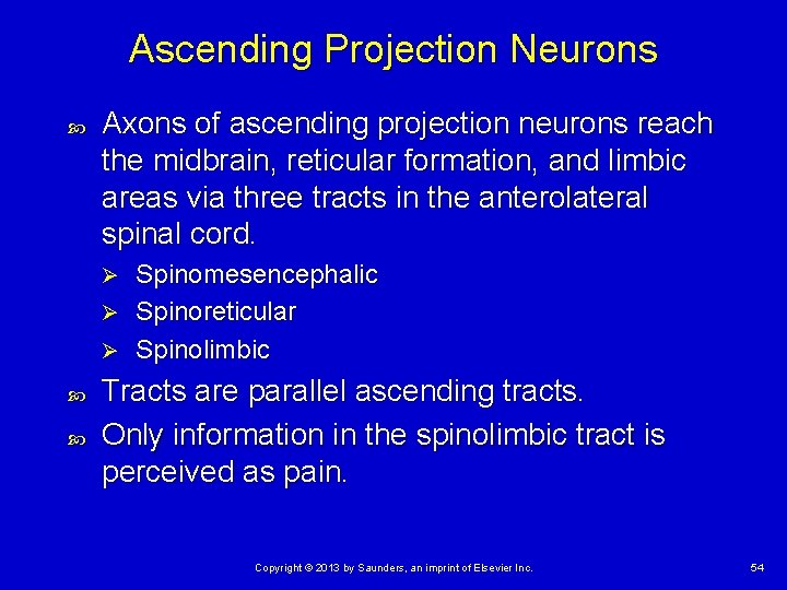 Ascending Projection Neurons Axons of ascending projection neurons reach the midbrain, reticular formation, and