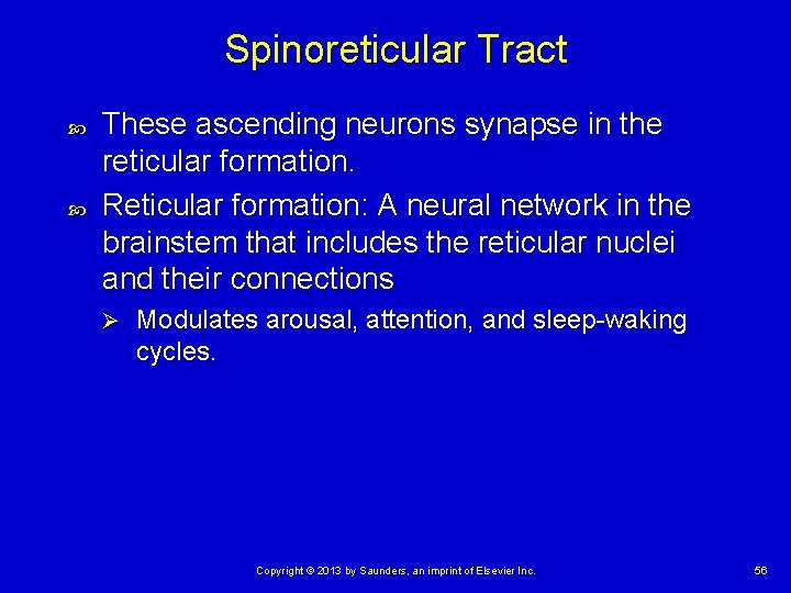 Spinoreticular Tract These ascending neurons synapse in the reticular formation. Reticular formation: A neural