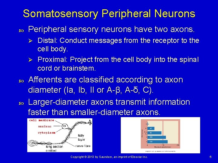 Somatosensory Peripheral Neurons Peripheral sensory neurons have two axons. Distal: Conduct messages from the