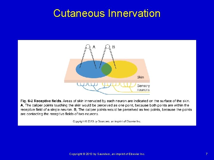 Cutaneous Innervation Copyright © 2013 by Saunders, an imprint of Elsevier Inc. 7 