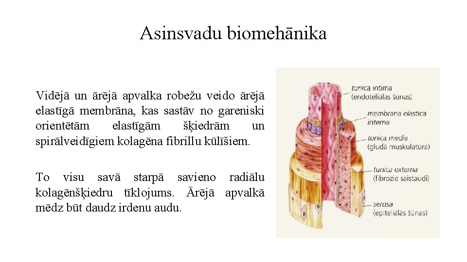 Asinsvadu biomehānika Vidējā un ārējā apvalka robežu veido ārējā elastīgā membrāna, kas sastāv no