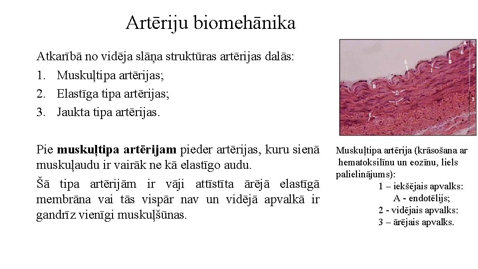 Artēriju biomehānika Atkarībā no vidēja slāņa struktūras artērijas dalās: 1. Muskuļtipa artērijas; 2. Elastīga