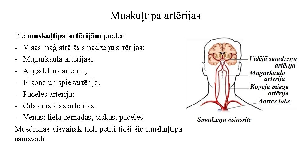 Muskuļtipa artērijas Pie muskuļtipa artērijām pieder: - Visas maģistrālās smadzeņu artērijas; - Mugurkaula artērijas;