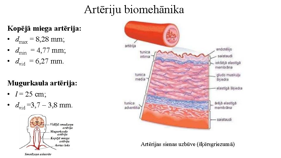 Artēriju biomehānika Kopējā miega artērija: • dmax = 8, 28 mm; • dmin =
