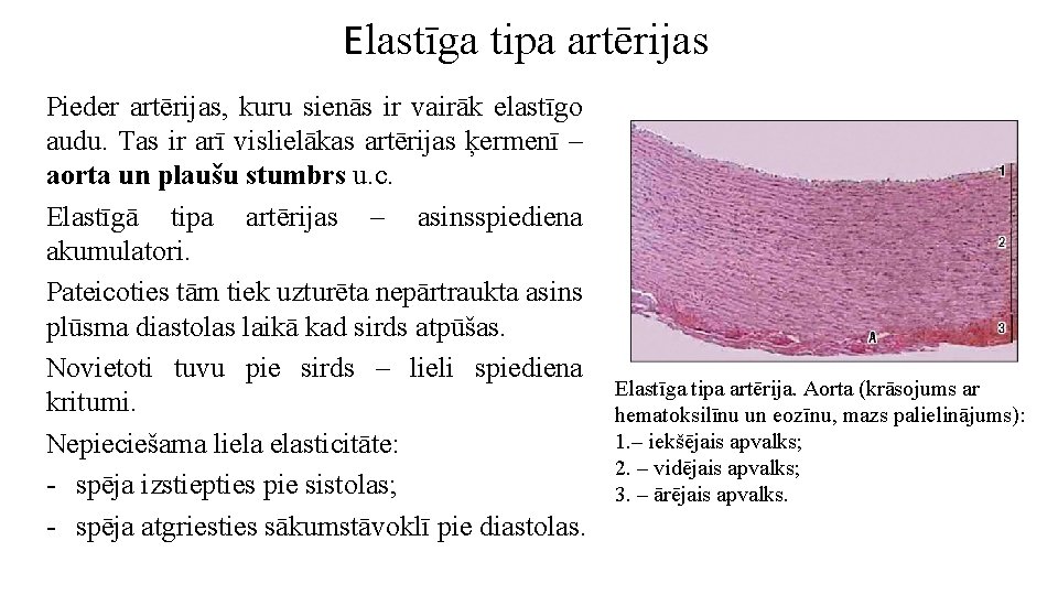 Elastīga tipa artērijas Pieder artērijas, kuru sienās ir vairāk elastīgo audu. Tas ir arī
