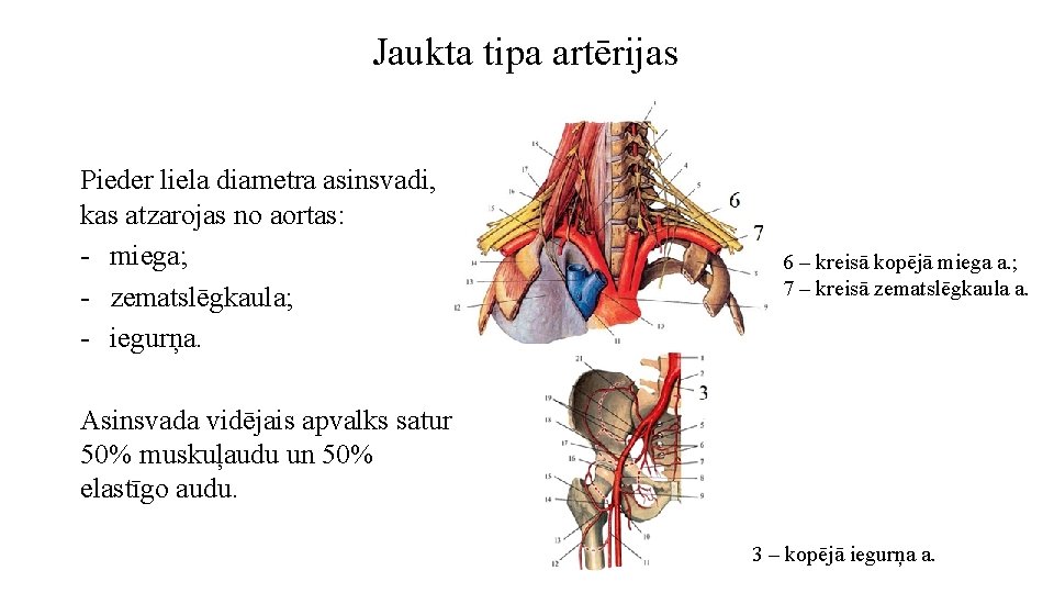 Jaukta tipa artērijas Pieder liela diametra asinsvadi, kas atzarojas no aortas: - miega; -