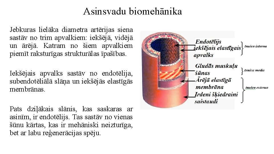 Asinsvadu biomehānika Jebkuras lielāka diametra artērijas siena sastāv no trim apvalkiem: iekšējā, vidējā un